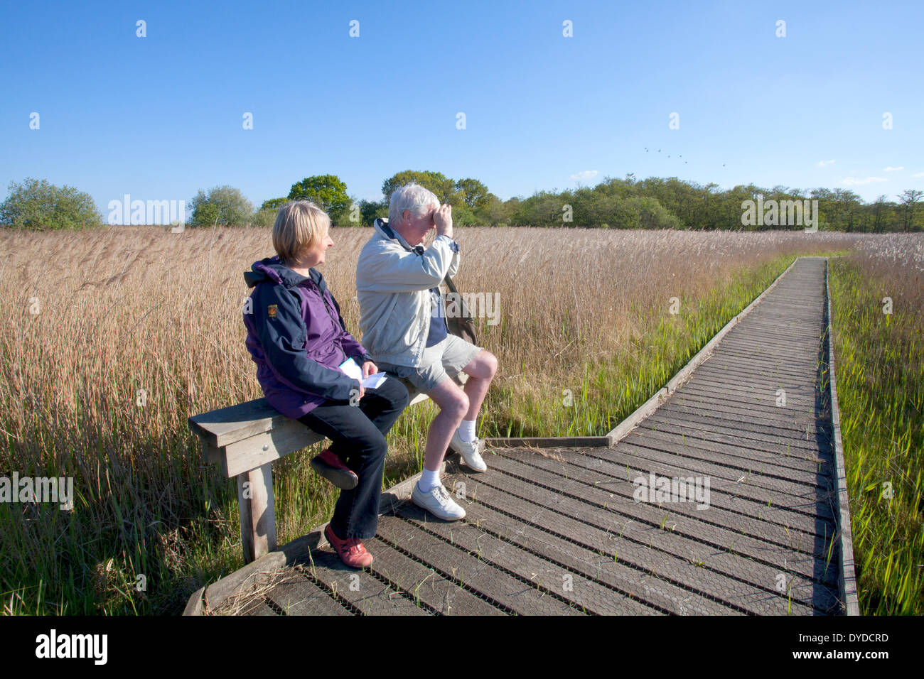Un couple l'observation des oiseaux à une réserve naturelle sur les Norfolk Broads. Banque D'Images