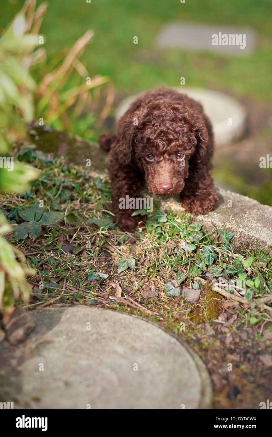 Un chiot caniche miniature jouant dans le jardin. Banque D'Images