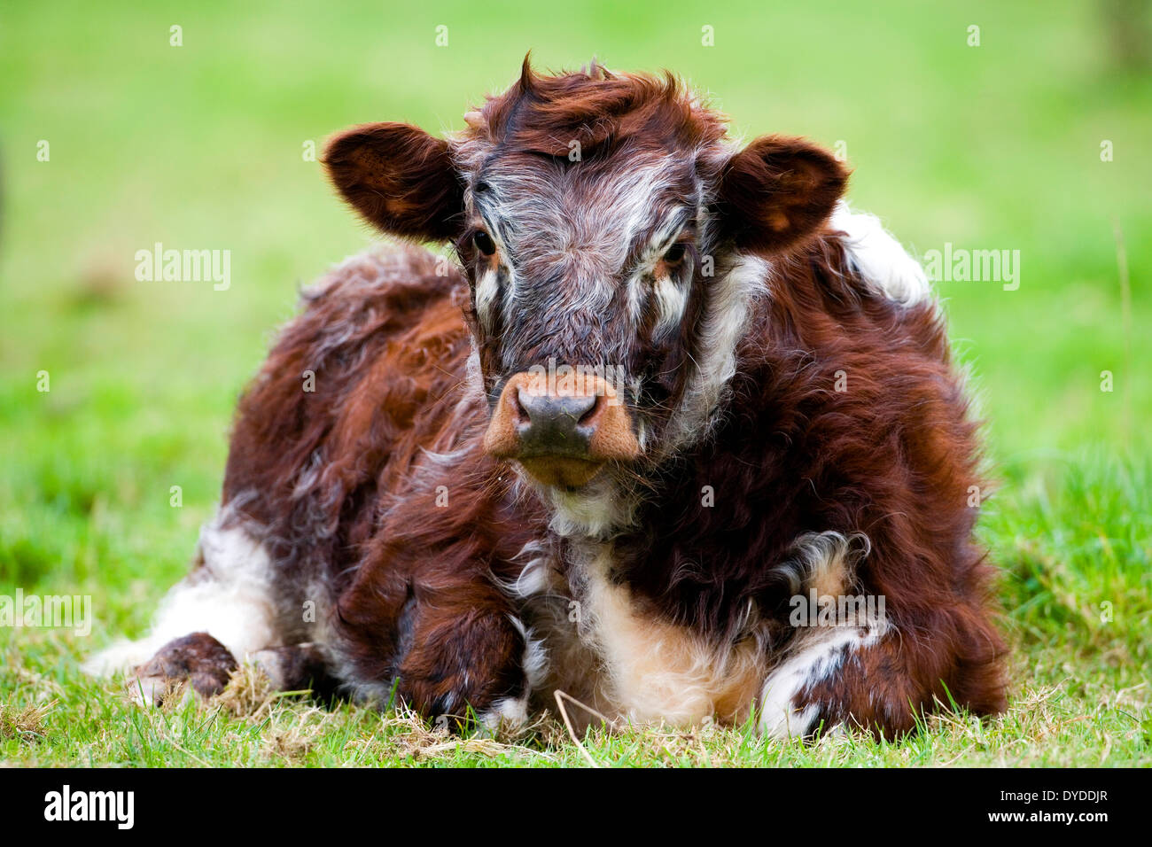 Un long Horned Cow assis dans un champ. Banque D'Images