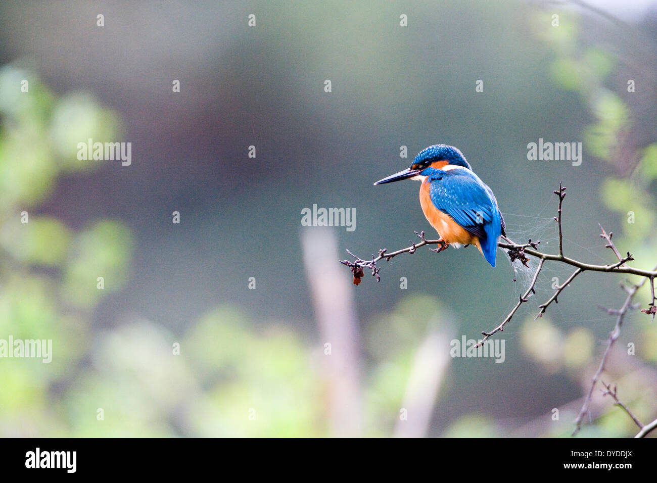 Un Martin-pêcheur perché sur une branche. Banque D'Images