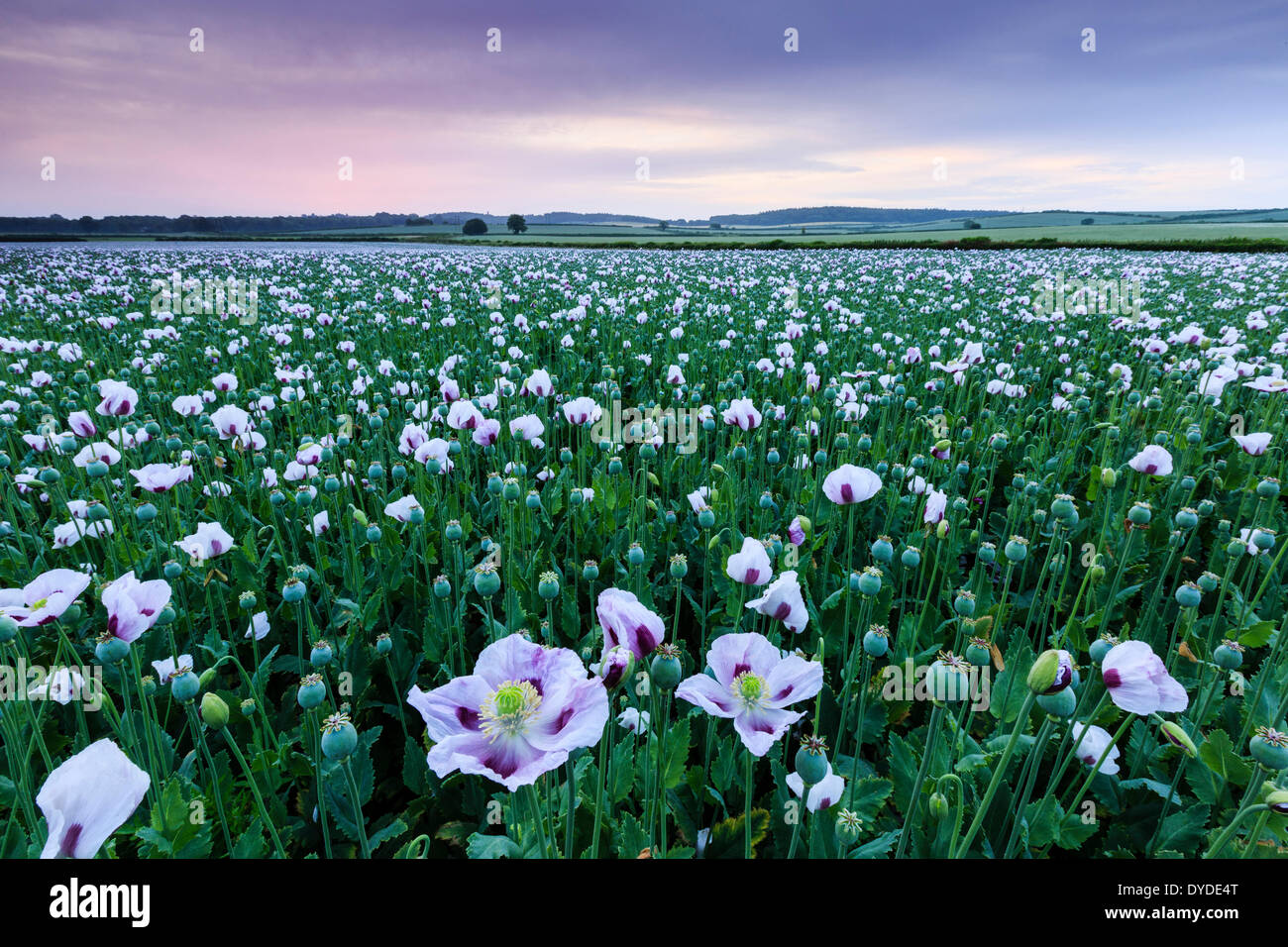 Lever du soleil sur un champ de pavot près de Morden. Banque D'Images