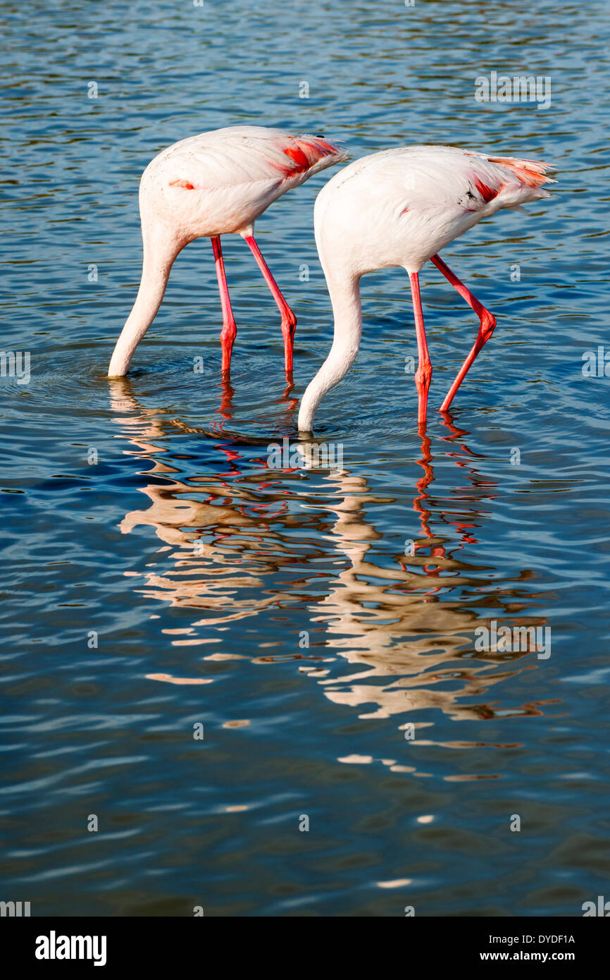 Colonie Flamingo. Banque D'Images