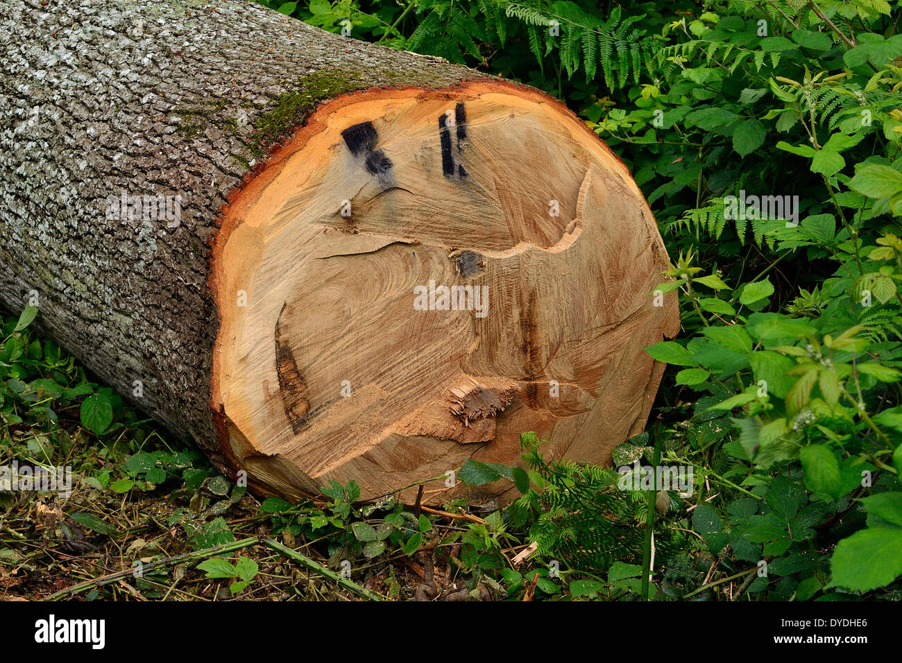 Le chêne commun, le chêne pédonculé (Quercus, ), l'arbre abattu. Banque D'Images