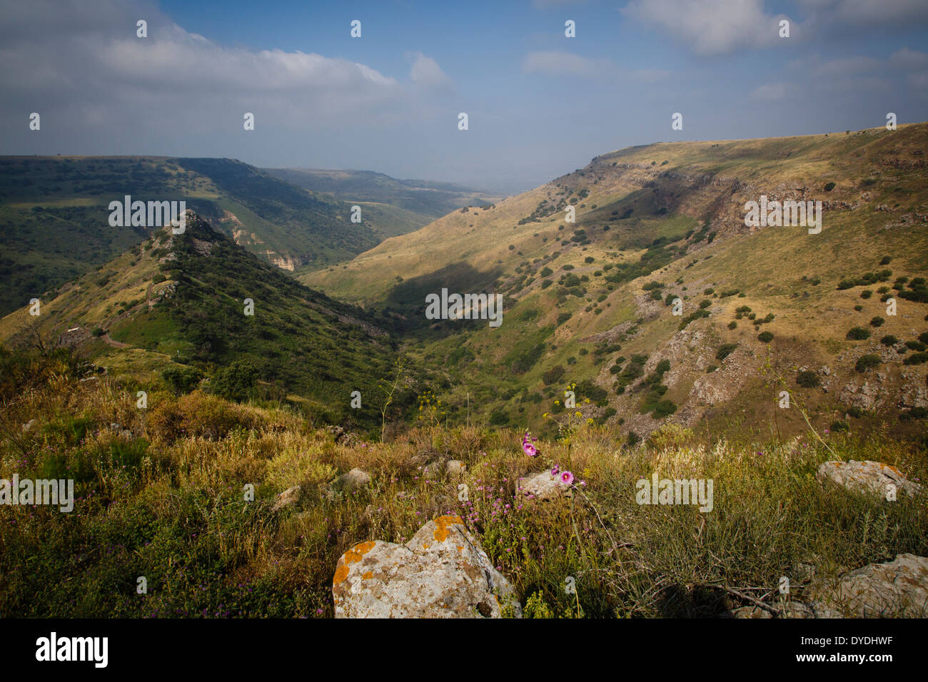 Gamla Nature Reserve, Hauteurs du Golan, Israël. Banque D'Images