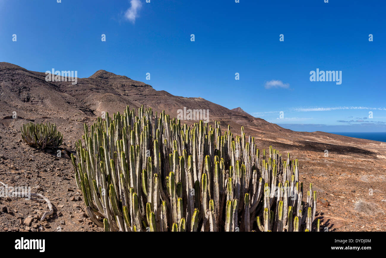 Europe Espagne Canaries Fuerteventura Fuerteventura Cofete s/n Parque Natural parc paysage Jandia été collines cactus Banque D'Images