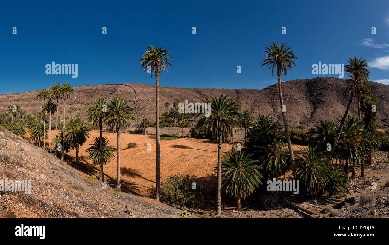 L'Espagne, l'Europe, Fuerteventura, Îles Canaries, Ajuy, Barranco de Ajuy, palmiers, paysage, arbres, l'été, les collines, Banque D'Images