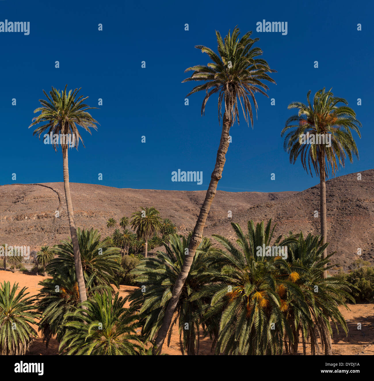 L'Espagne, l'Europe, Fuerteventura, Îles Canaries, Ajuy, Barranco de Ajuy, palmiers, paysage, arbres, l'été, les collines, Banque D'Images