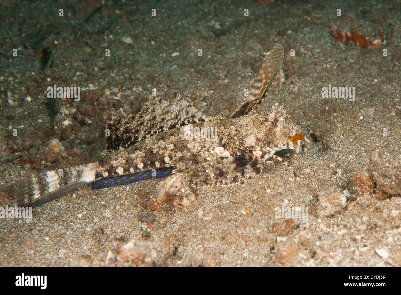 (Dactylopus Dragonet Fingered dactylopus) dans le Détroit de Lembeh au large de l'île de Sulawesi, en Indonésie. Banque D'Images