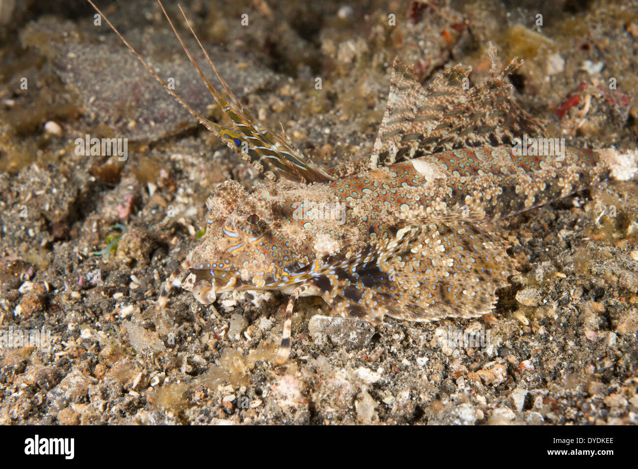 (Dactylopus Dragonet Fingered dactylopus) dans le Détroit de Lembeh au large de l'île de Sulawesi, en Indonésie. Banque D'Images