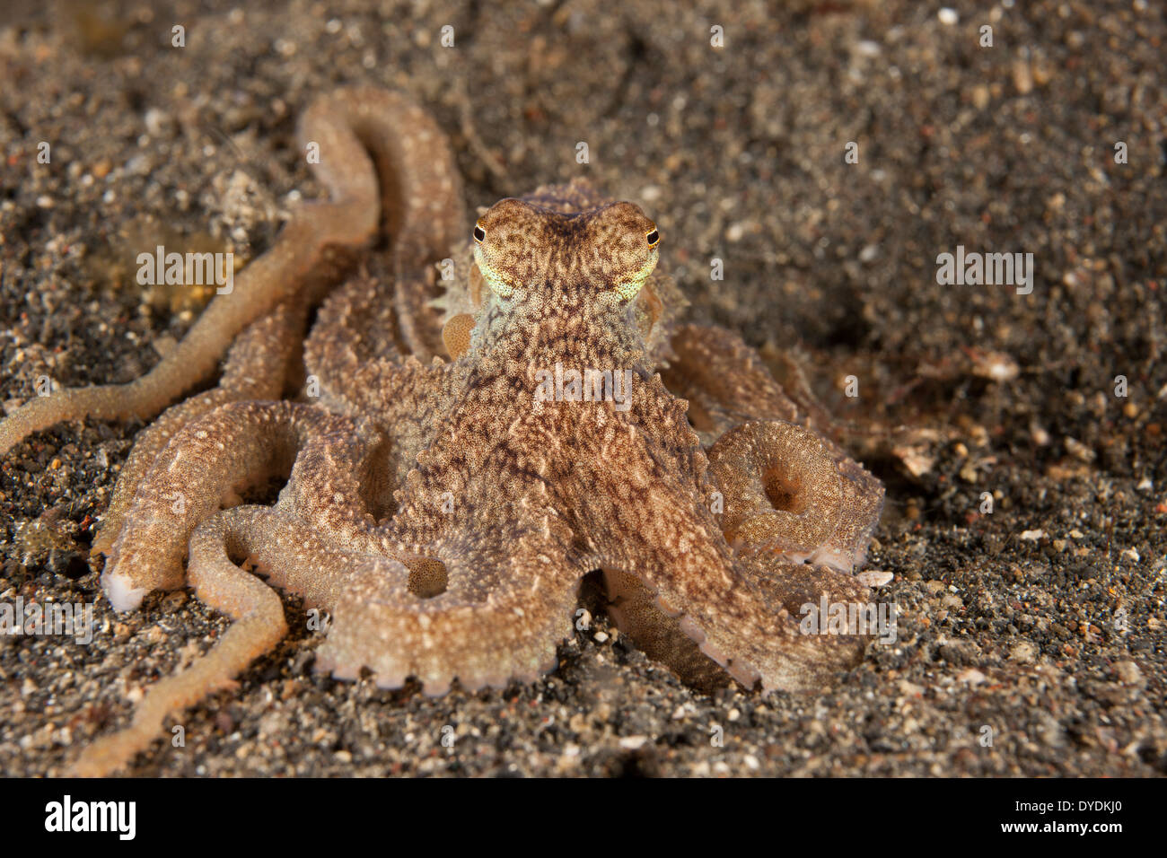 Bras long Poulpe (Octopus sp.), que c'est pas encore nommé et l'espèce est  commune dans le Détroit de Lembeh Photo Stock - Alamy