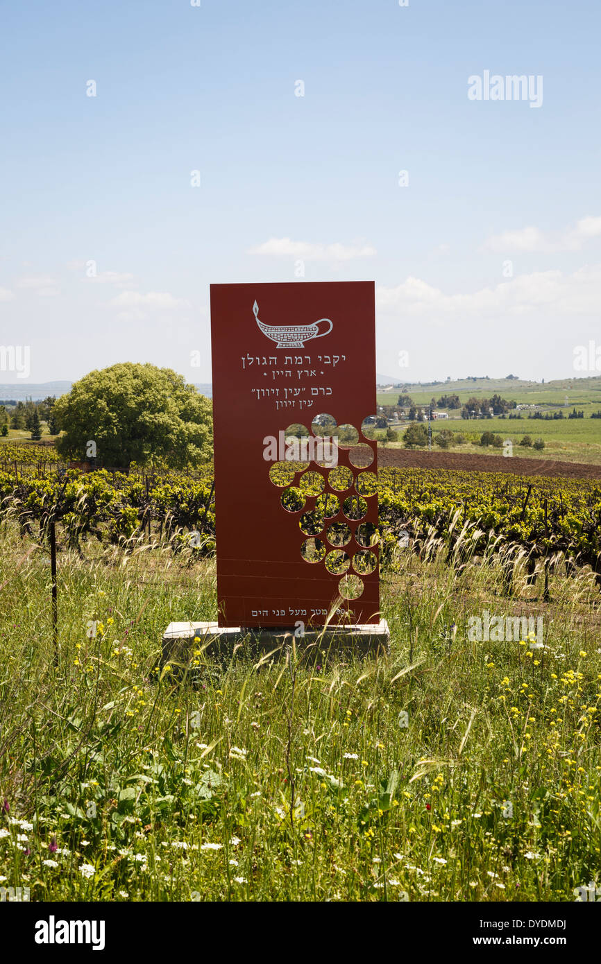 Vignoble dans le plateau du Golan, Israël. Banque D'Images