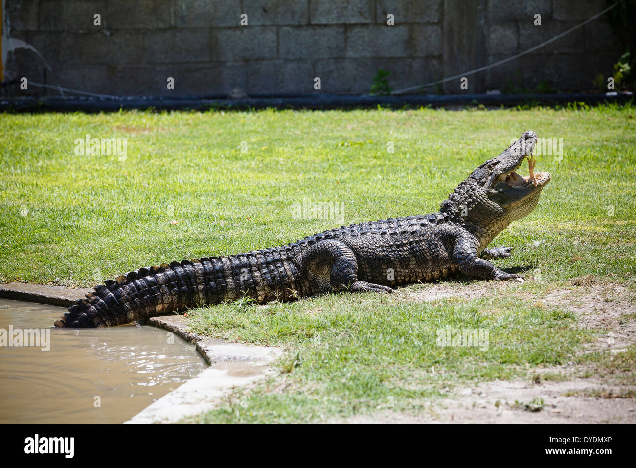 La ferme aux crocodiles à Hamat Gader, Hauteurs du Golan, Israël. Banque D'Images