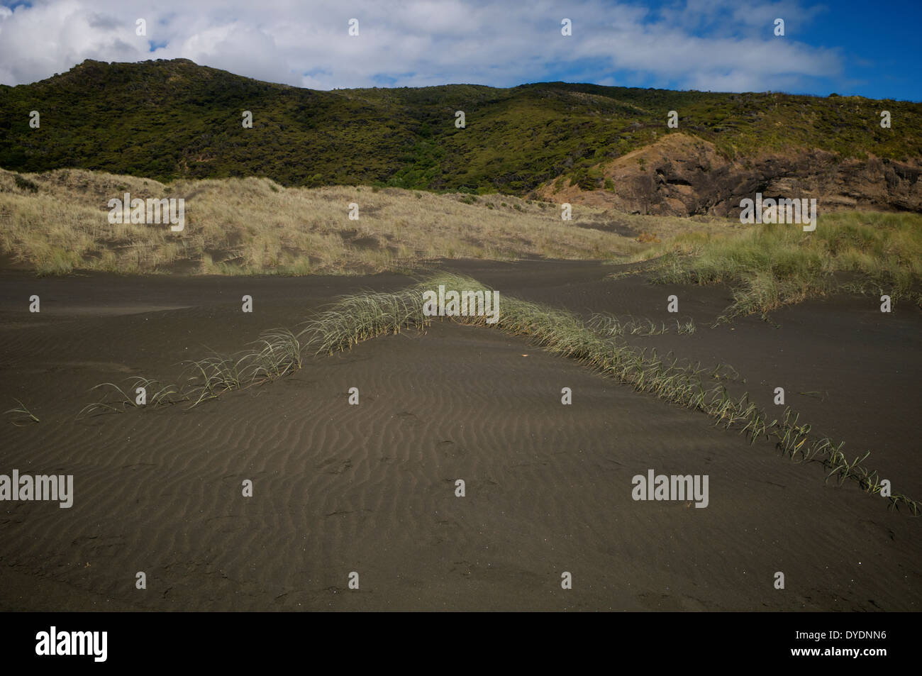 L'herbe a du mal à prendre pied sur le sable volcanique noir à Karekare beach, Waitakere en Nouvelle-Zélande. Banque D'Images