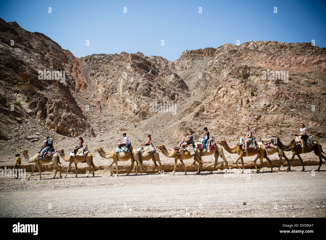 Safari de chameau dans le désert du Néguev, Eilat, région, Israël. Banque D'Images