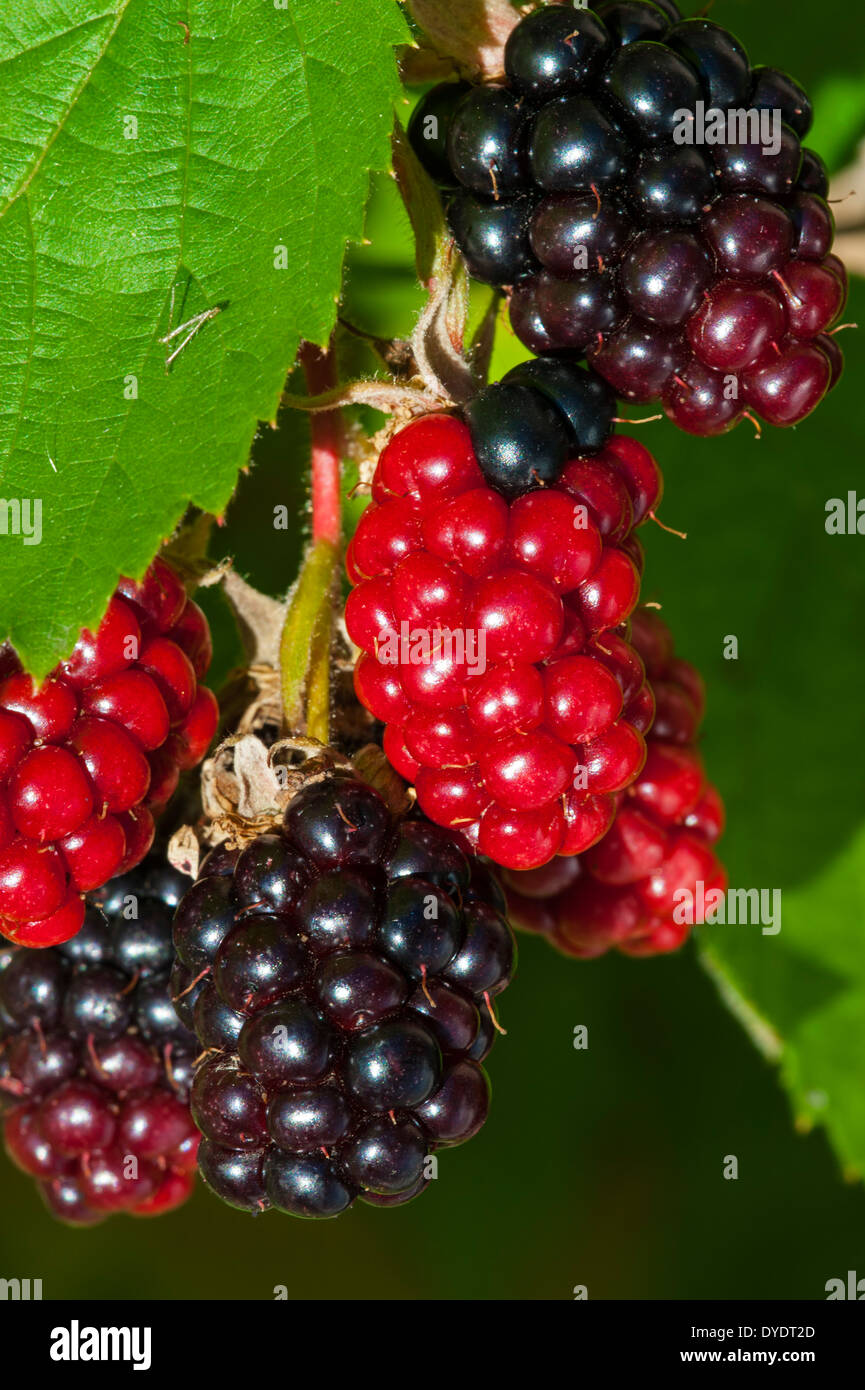 Close up de mûres et de fruits pas mûrs de mûriers Rubus (cultivar) in garden Banque D'Images
