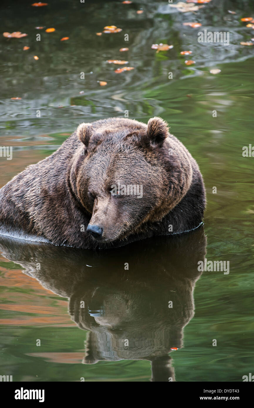 L'ours européen / Eurasian ours brun (Ursus arctos arctos) dans l'eau d'étang de baignade Banque D'Images