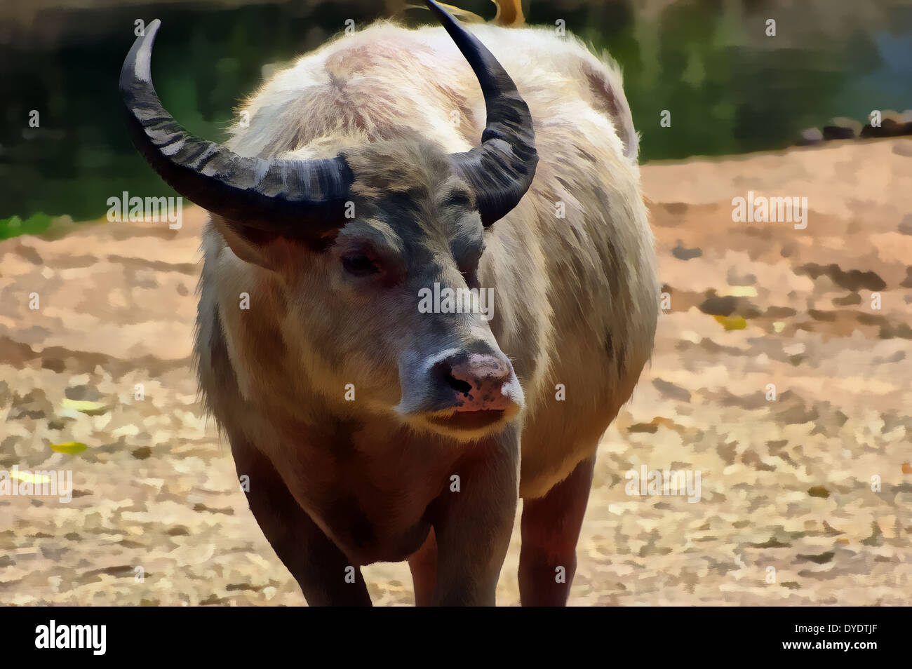 boeuf sauvage d asie en 4 lettres