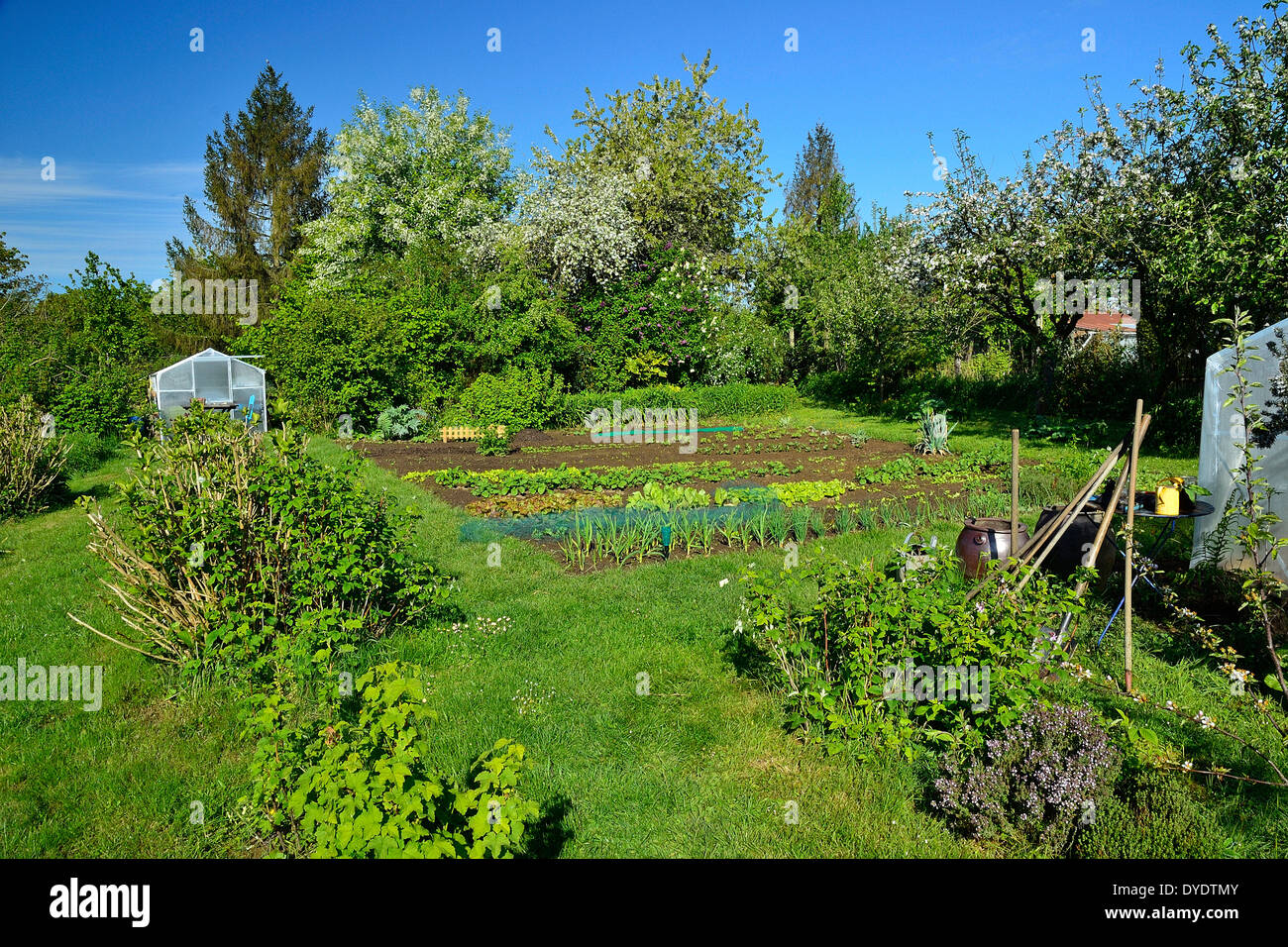 Potager en mai, avec des framboises, une haie d'arbustes et d'arbres fruitiers (pommiers, cerisiers), serre jardin. Banque D'Images