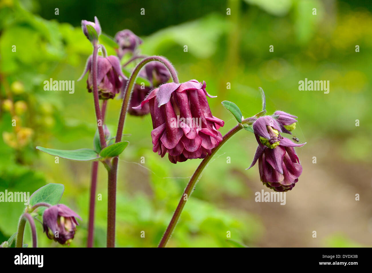 L'ancolie (Aquilegia) en fleurs dans un jardin. Banque D'Images