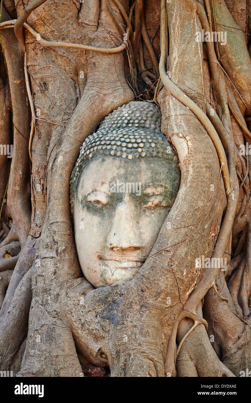 La Thaïlande, Ayutthaya, Ayutthaya Historical Park, Wat Mahatat, tête de Bouddha en pierre se trouve dans les racines d'un figuier Banque D'Images