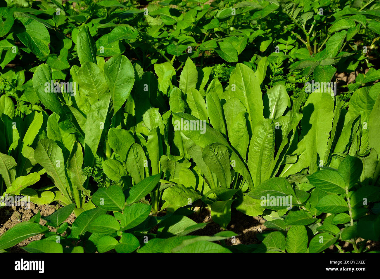 De la plaque d'endives (Cichorium endivia) en juin dans un potager. Banque D'Images