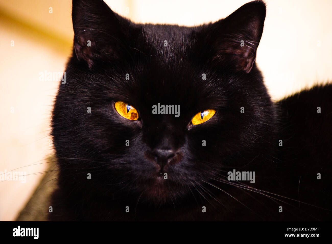 Close Up Of Black British Shorthair Chat Avec Grande Tete Ronde Photo Stock Alamy