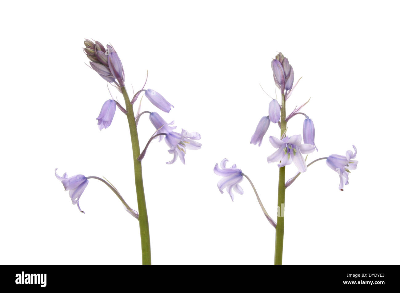 Bluebell flowers isolated on white Banque D'Images