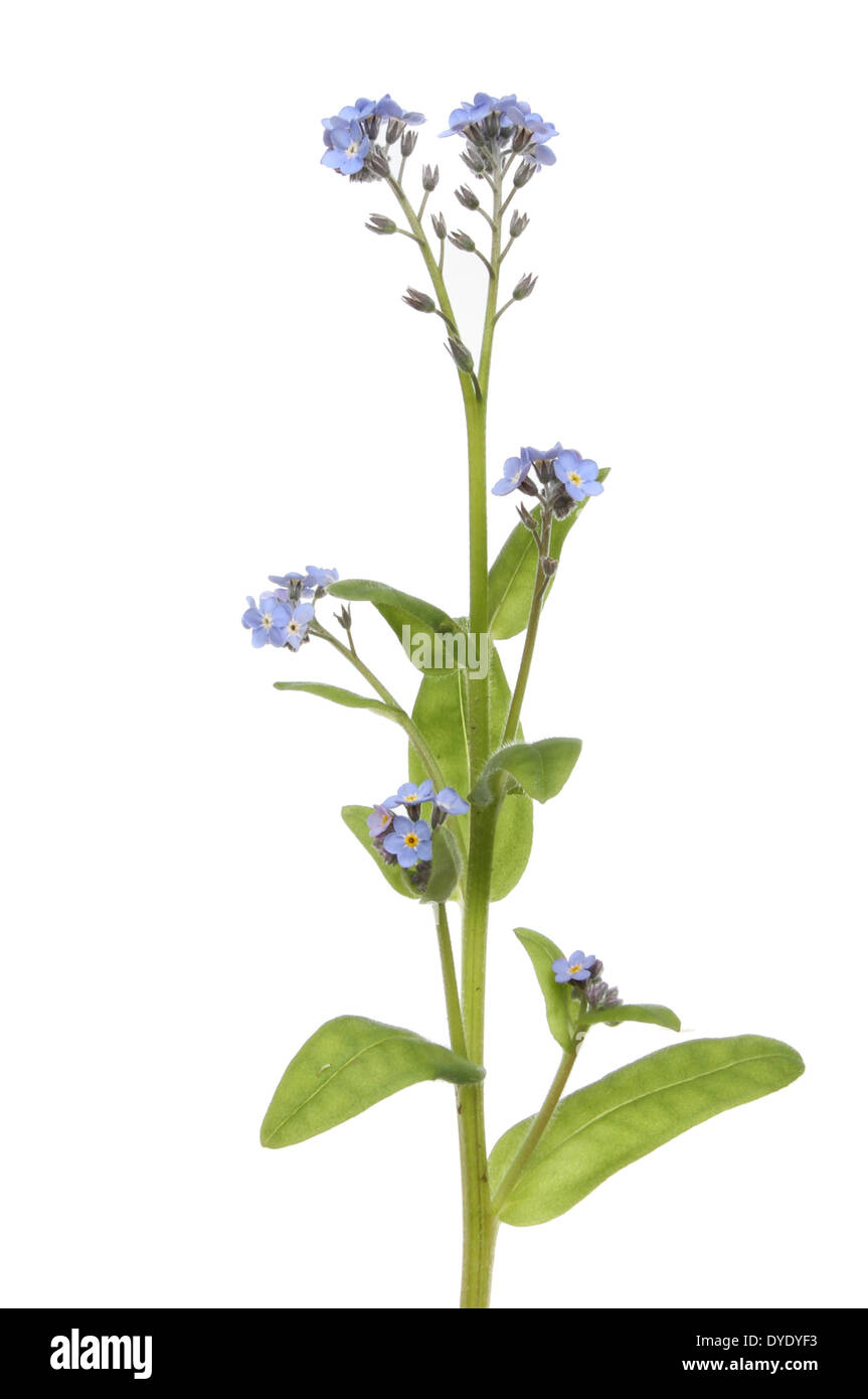 Ne m'oubliez pas les fleurs et feuillages isolés contre white Banque D'Images