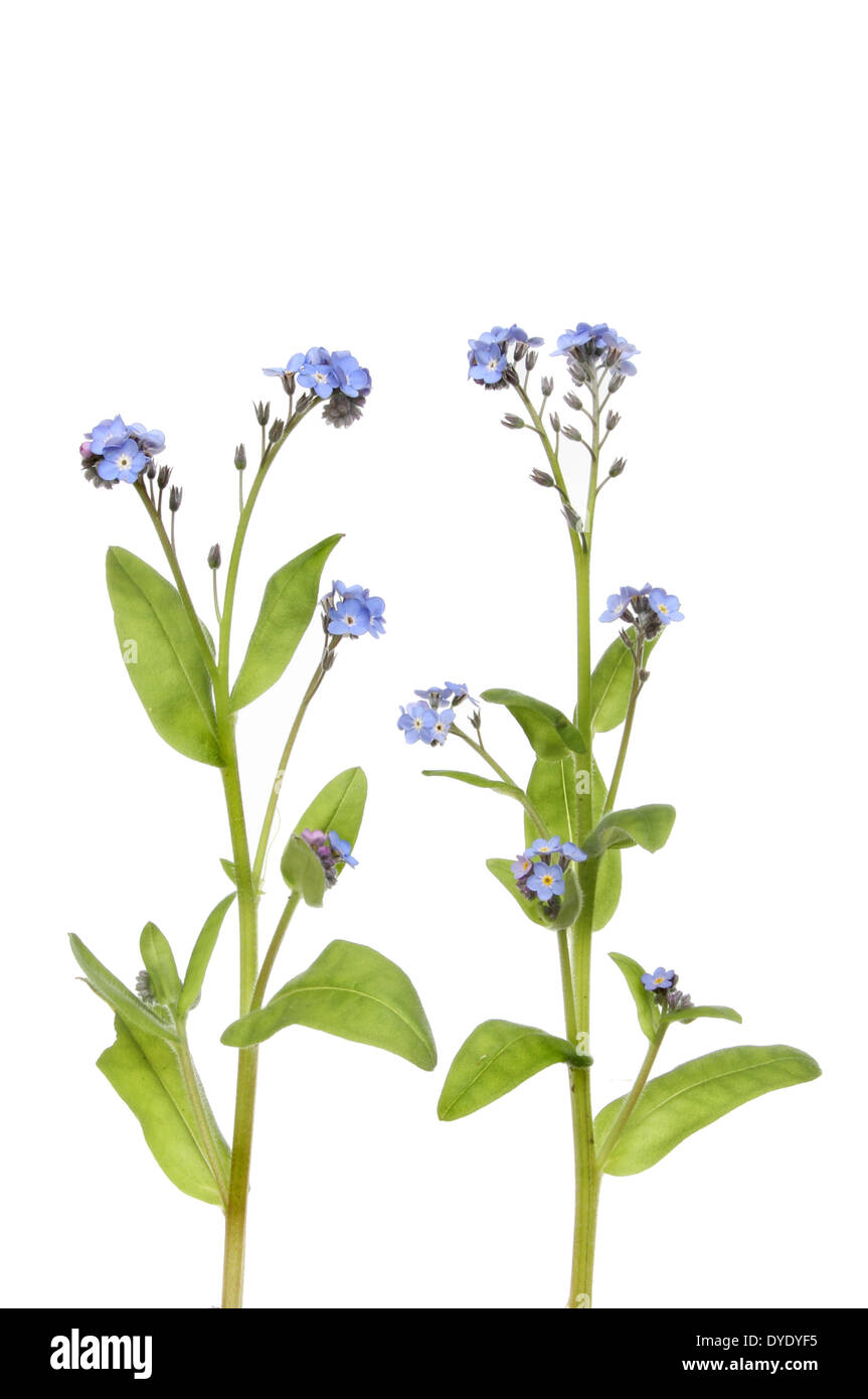 Ne m'oubliez pas les fleurs et feuillages isolés contre white Banque D'Images