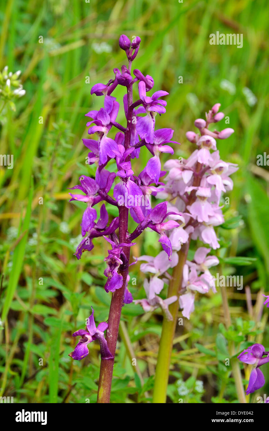 Early Purple Orchidées (Orchis mascula) en fleur, sur une pente en route. Banque D'Images