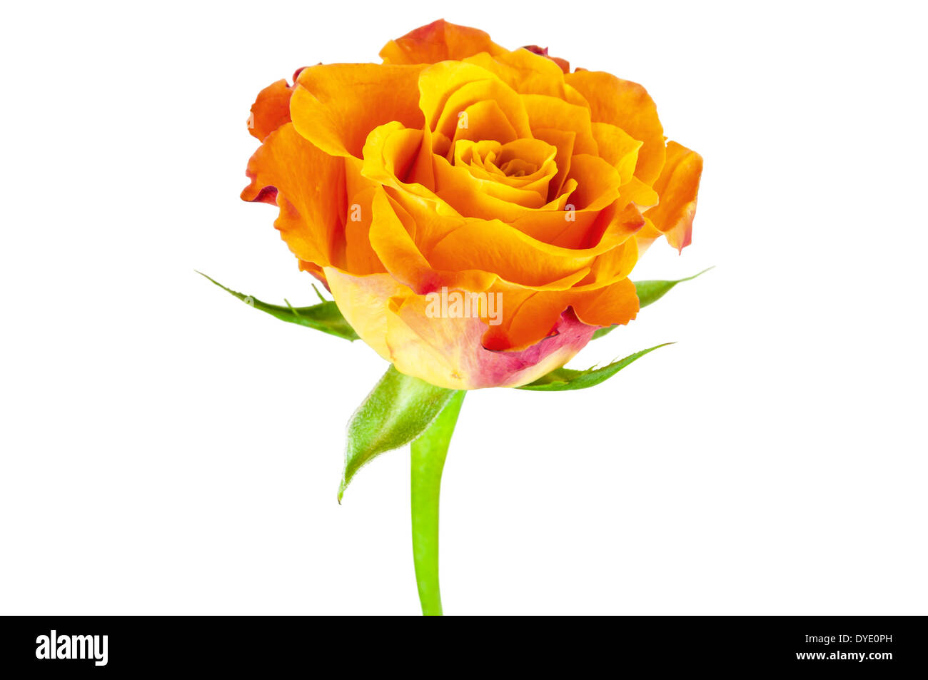 Libre d'orange rose flower isolated on white background with clipping path Banque D'Images