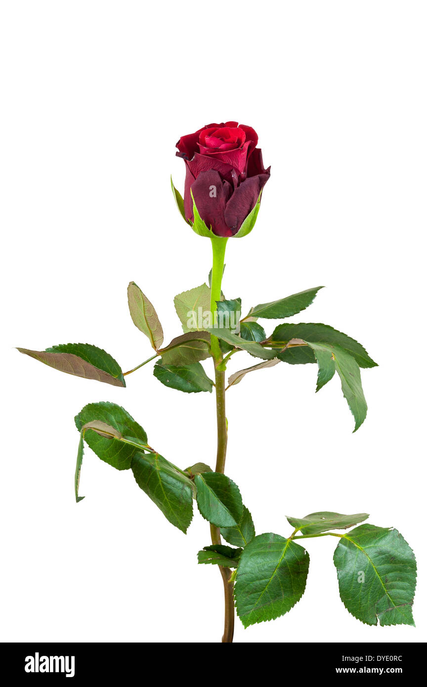 Fleur rose rouge isolé sur fond blanc avec clipping path Banque D'Images