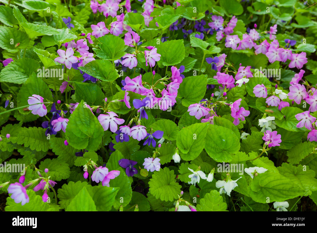 Violettes et primevères floraison en couvre-sol sous des arbres dans le jardin au printemps. Banque D'Images