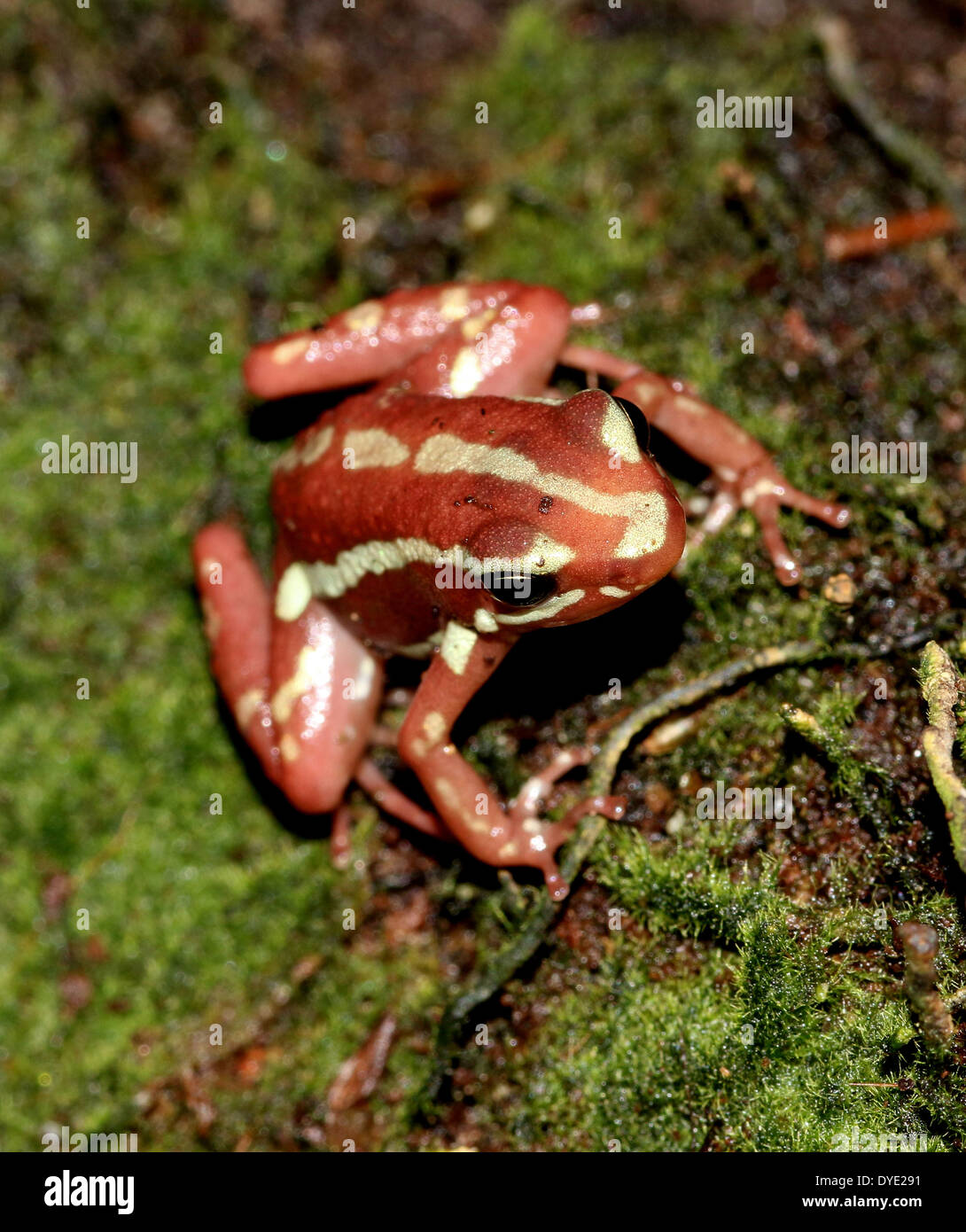 Le phare poison dart frog (Epipedobates tricolor), un rouge et jaune-dart frog variété d'Amérique-Centrale Banque D'Images