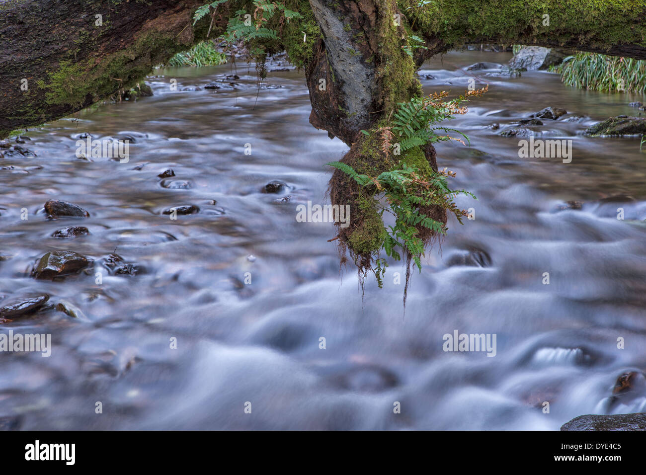 Une branche couverte de fougères pend au-dessus d'une vallée latérale de la rivière Barle Tarr ci-dessus, l'enflure des étapes après de fortes pluies. Banque D'Images
