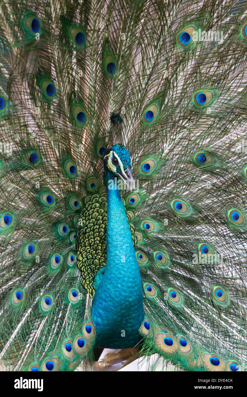 Paons, Peacock -oiseau volant dans le genre Pavo de la famille, phasianidae, mieux connu pour l'homme extravagant. Banque D'Images