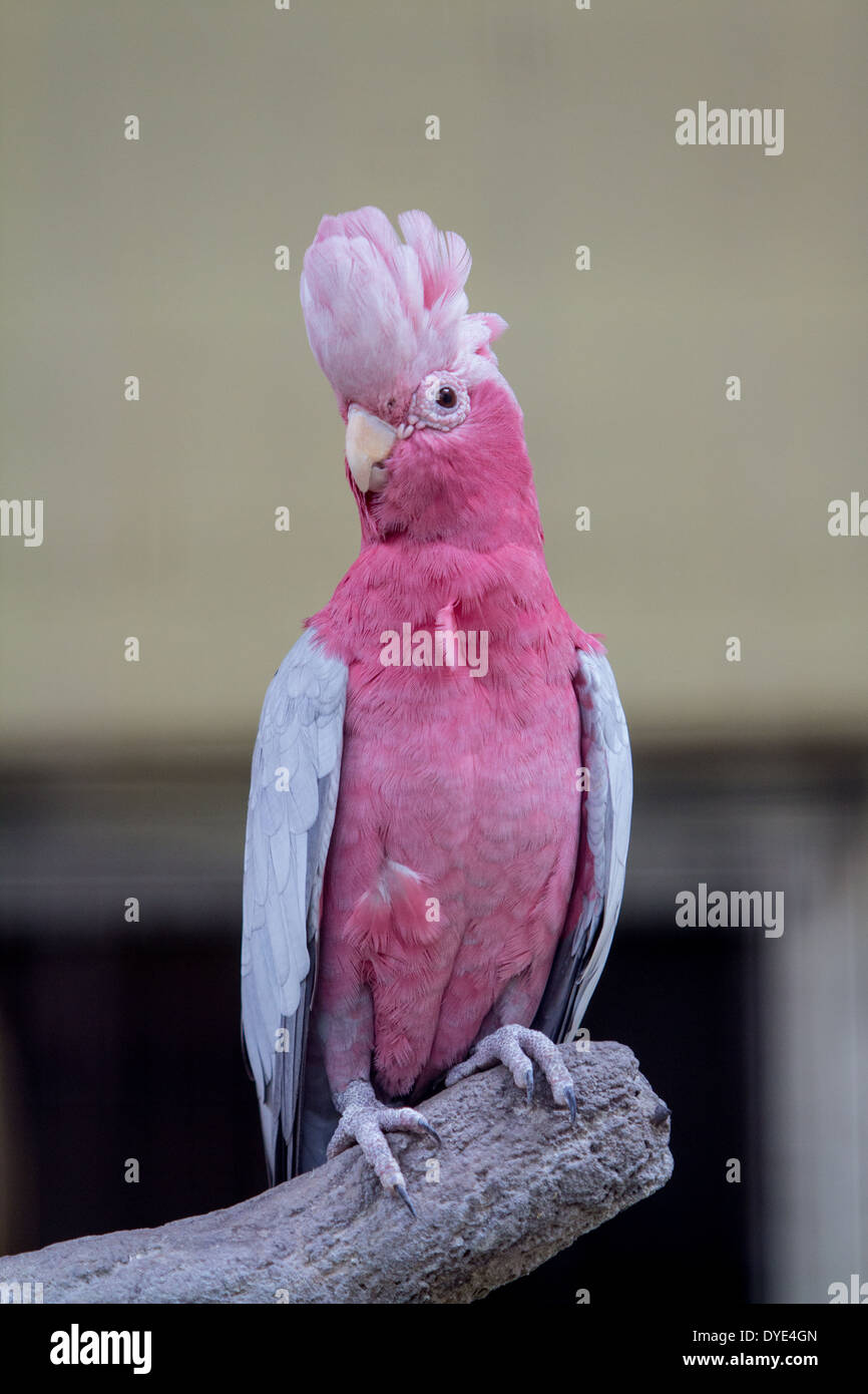 Perroquet cacatoès rose - Parc d'oiseaux de Kuala Lumpur Banque D'Images