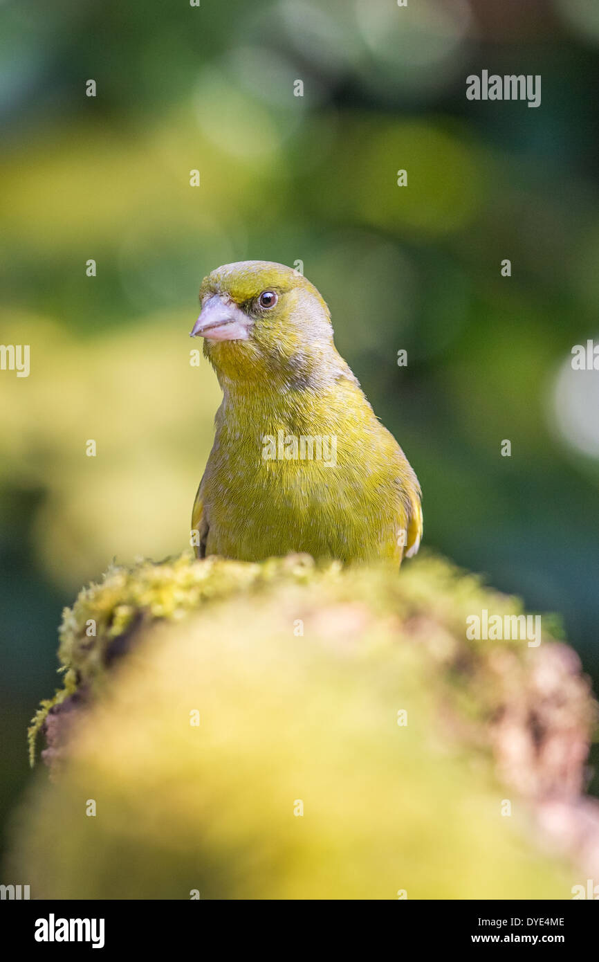Verdier d'Europe mâle adulte (Chloris chloris) sur un journal moussu Banque D'Images