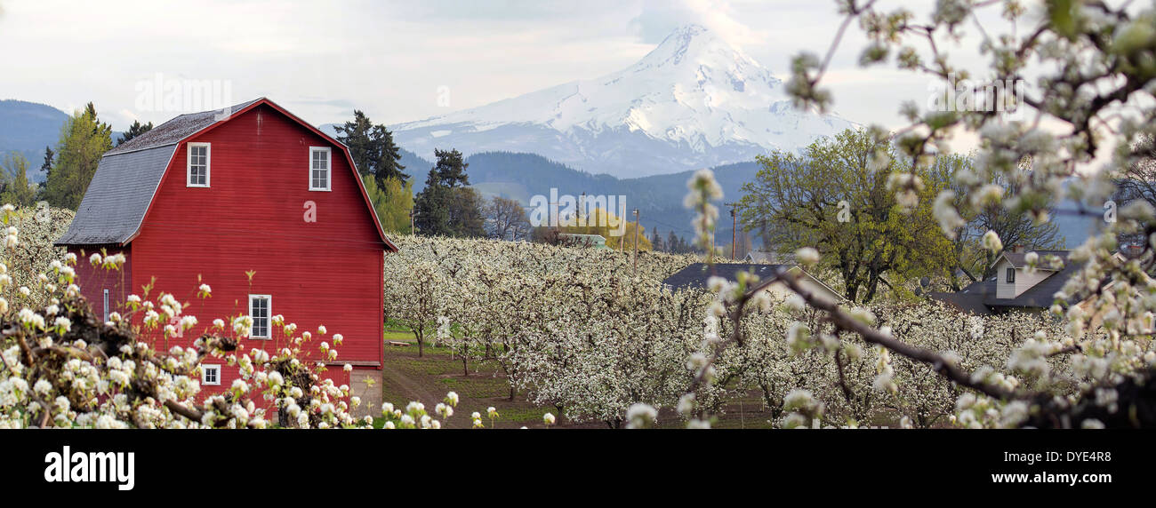 Pear Tree Orchard avec grange rouge et Mount Hood Hood River dans l'Oregon au cours de la saison du printemps Panorama Banque D'Images