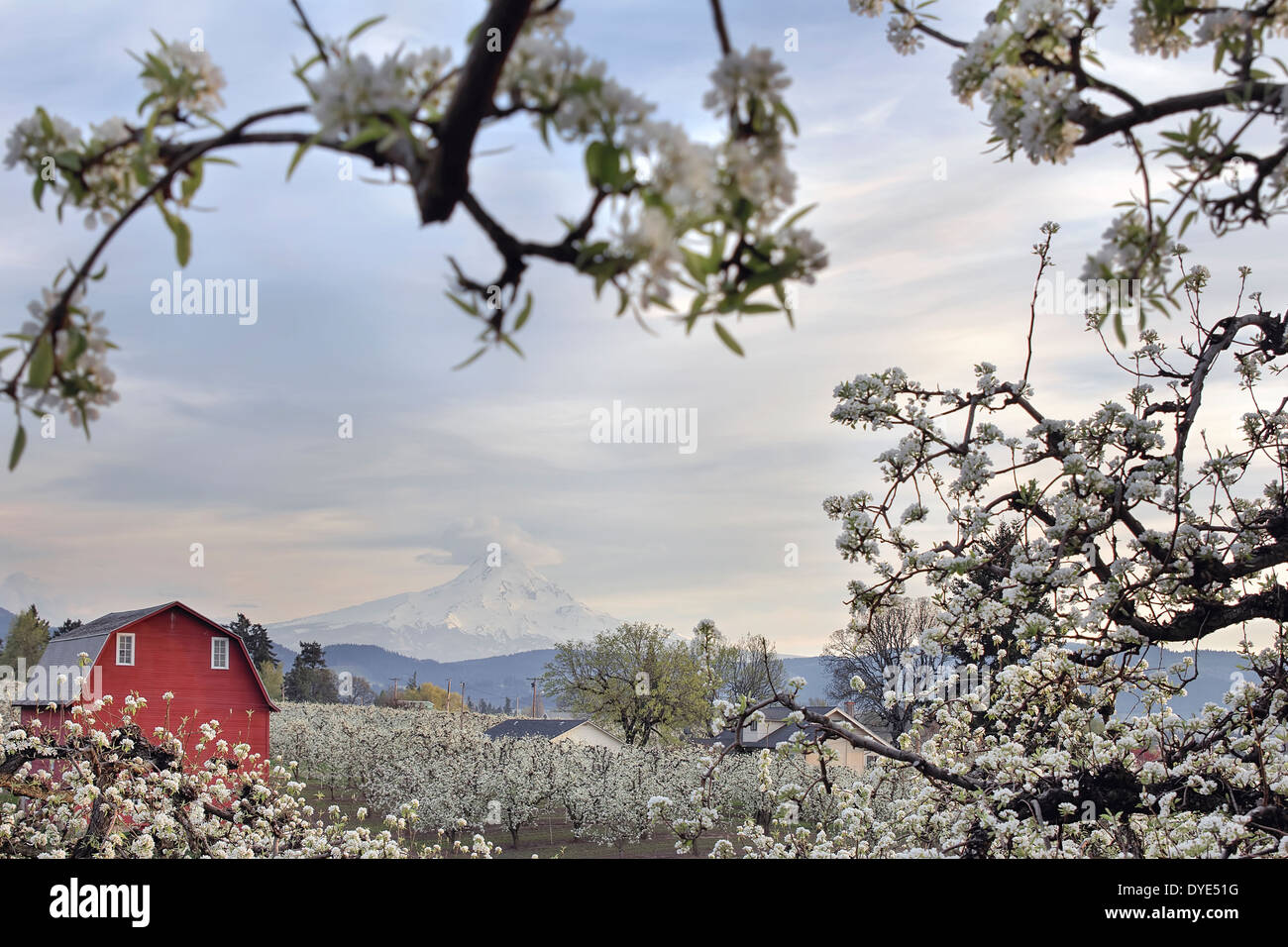 Pear Tree Orchard avec grange rouge et Mount Hood Hood River dans l'Oregon au cours de la saison du printemps Banque D'Images