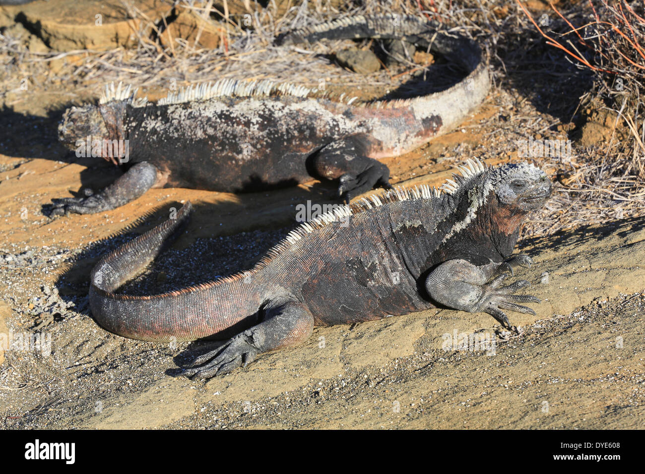Iguanes marins sur la rive ouest de l'île de Santiago, îles Galapagos, en Équateur. Banque D'Images