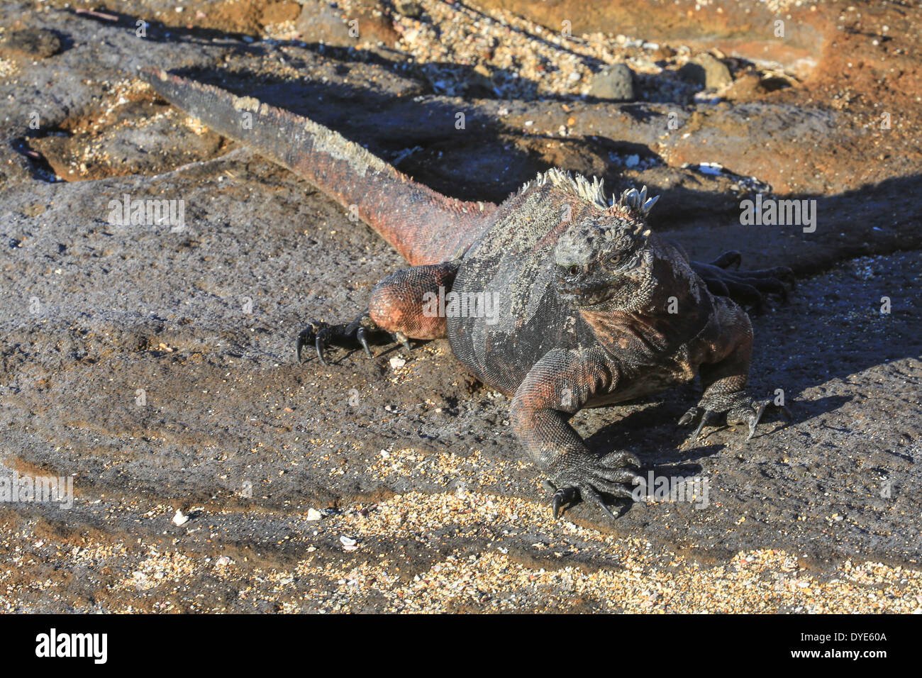 Iguanes marins sur la rive ouest de l'île de Santiago, îles Galapagos, en Équateur. Banque D'Images