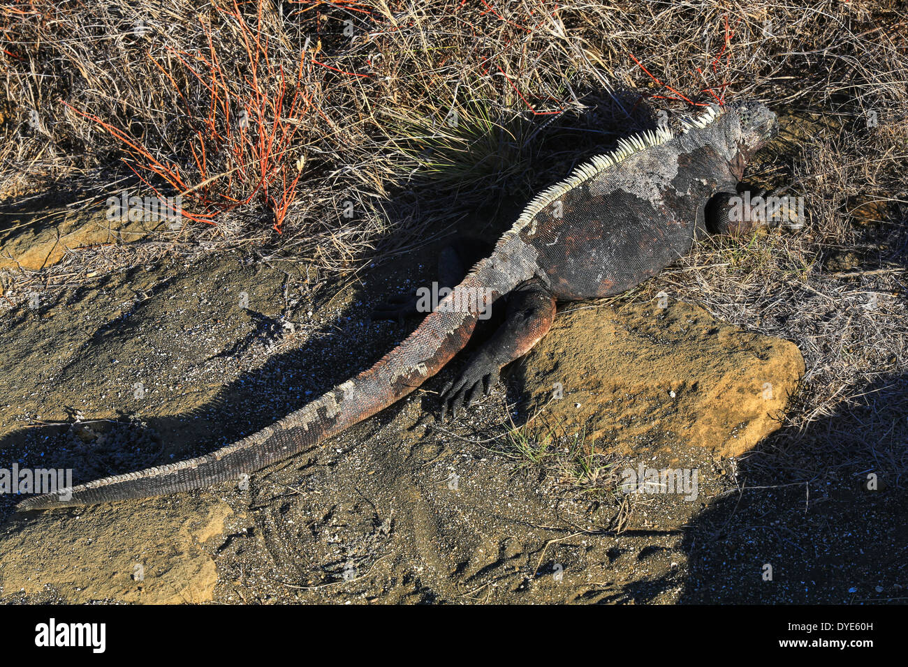 Iguanes marins sur la rive ouest de l'île de Santiago, îles Galapagos, en Équateur. Banque D'Images