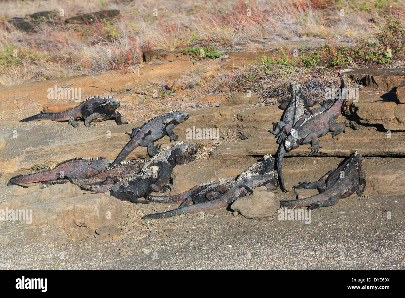 Un groupe d'une douzaine d'iguanes marins se font chauffer la couenne au soleil sur la rive ouest de l'île de Santiago, îles Galapagos, en Équateur. Banque D'Images