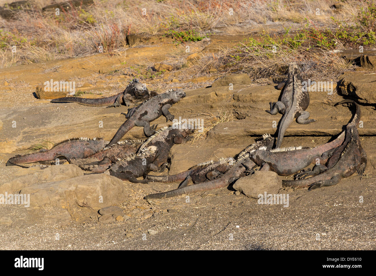 Un groupe d'une douzaine d'iguanes marins se font chauffer la couenne au soleil sur la rive ouest de l'île de Santiago, îles Galapagos, en Équateur. Banque D'Images