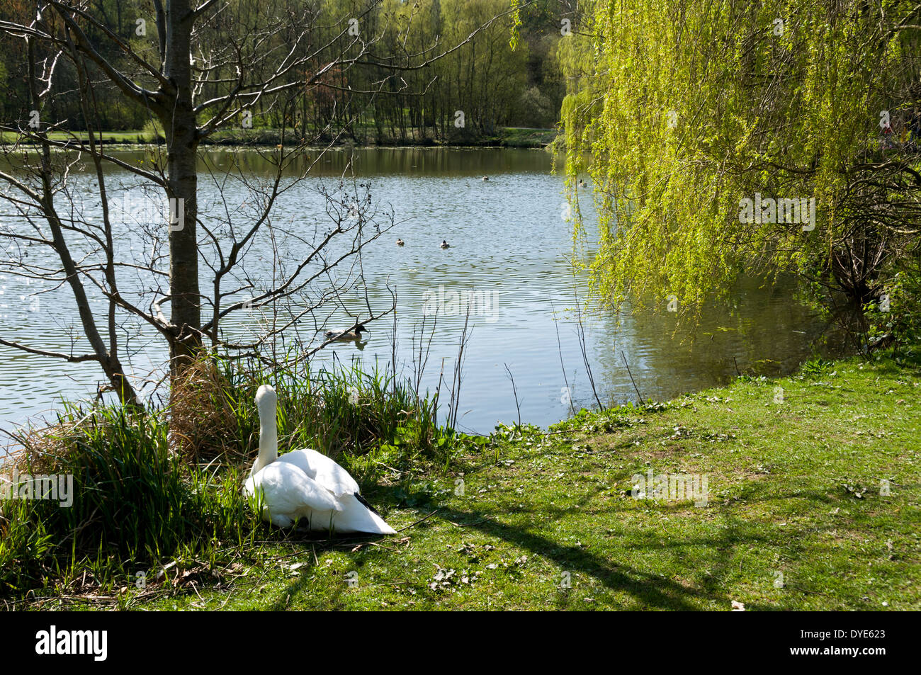 L'un des lacs à Moses Gate Country Park, Bolton, Greater Manchester, Angleterre, Royaume-Uni. Ancien moulin étang pour Crompton Papiers. Banque D'Images