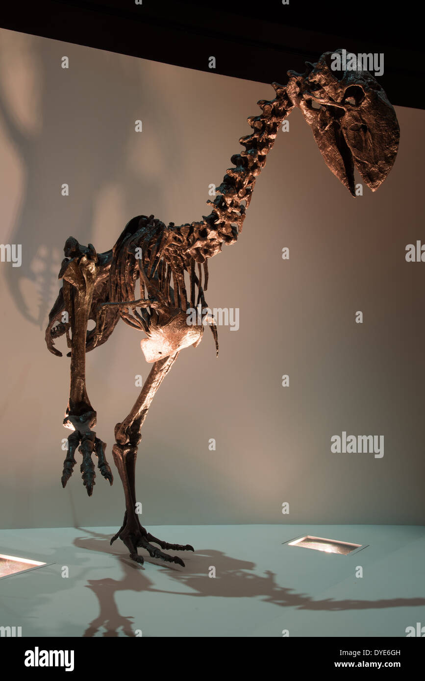 Squelette fossile d'un oiseau (Terreur Diatryma). L'Eocène. Banque D'Images