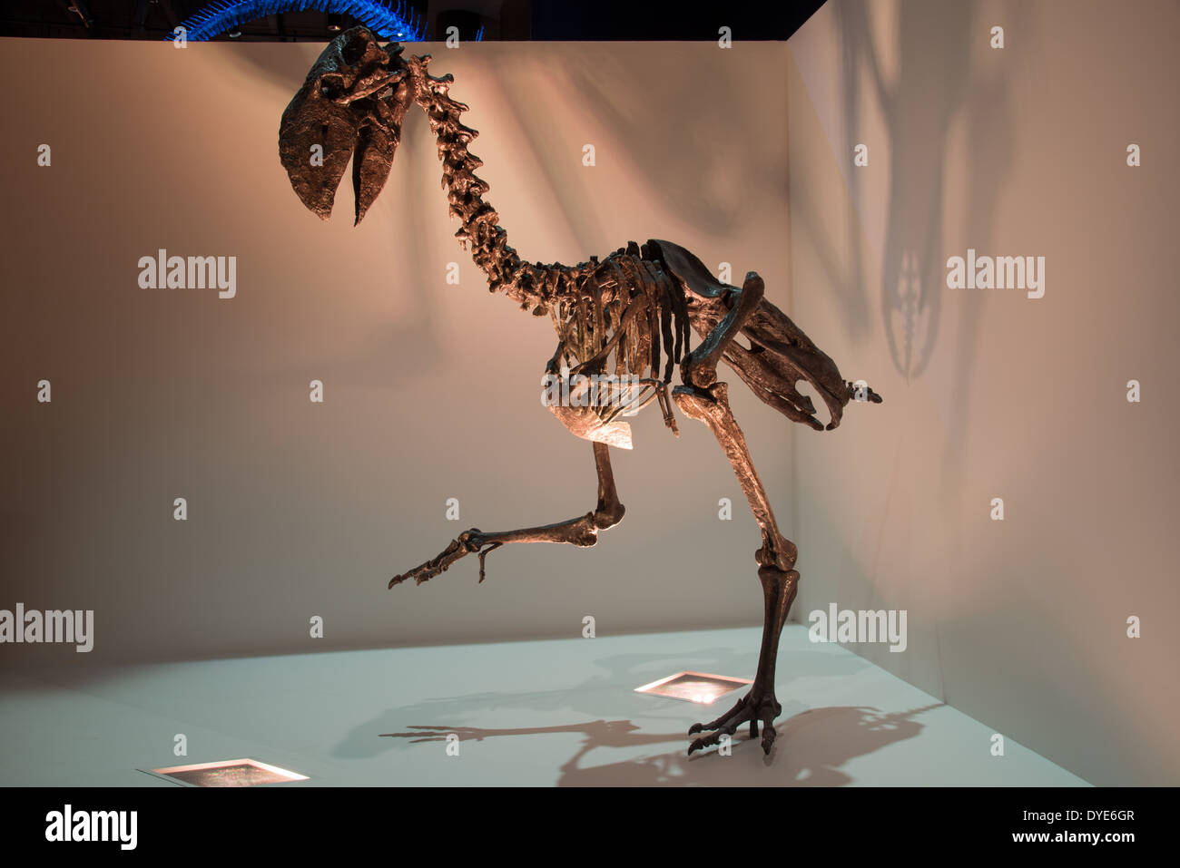 Squelette fossile d'un oiseau (Terreur Diatryma). L'Eocène. Banque D'Images