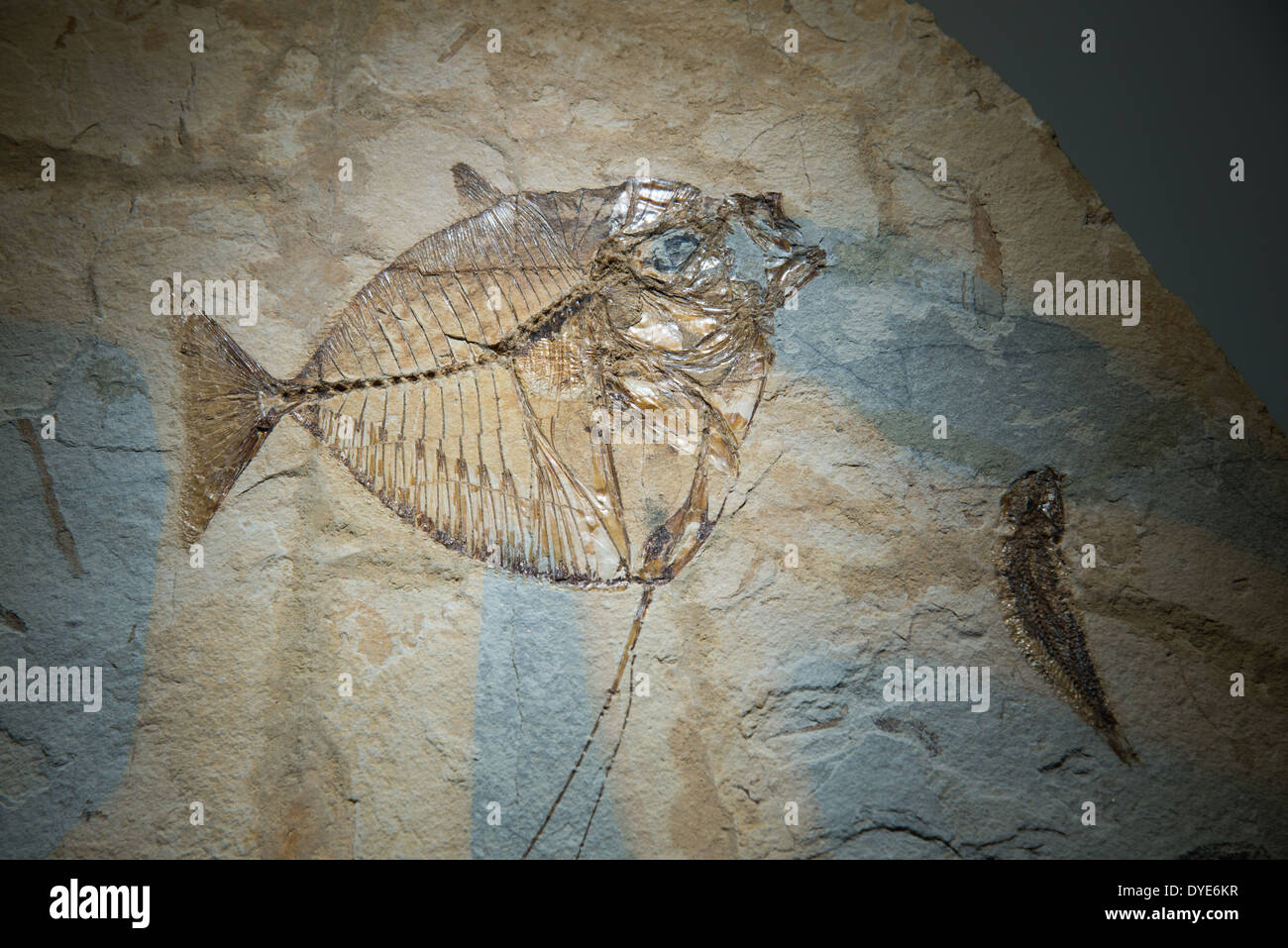 Mene Poisson Poisson mene Banque de photographies et d’images à haute résolution - Alamy