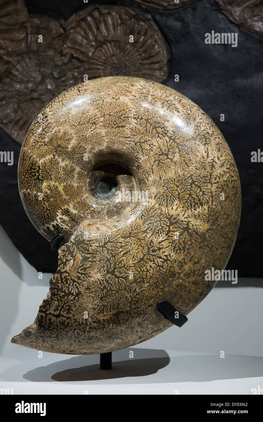 (Parapachydiscus catarinae ammonite fossile). L'âge du Crétacé. Banque D'Images